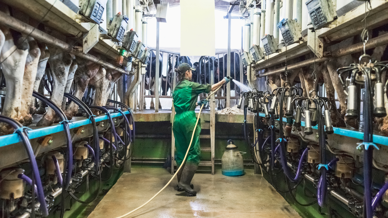 Milking facility being cleaned as part of an agricultural hygiene routine